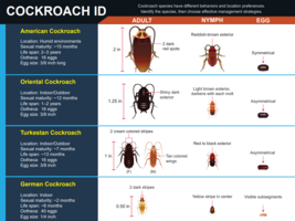 Cockroach ID chart