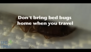 YouTube Screen Grab of Bed Bug