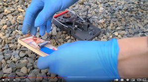 Rodent video image