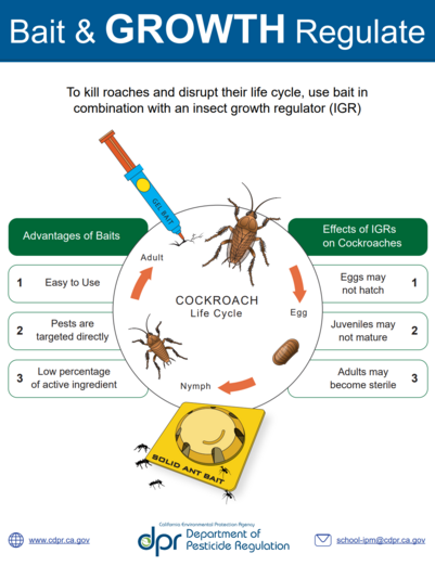 Cockroach bait infographic