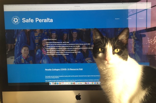Rosie helping with Safe Peralta