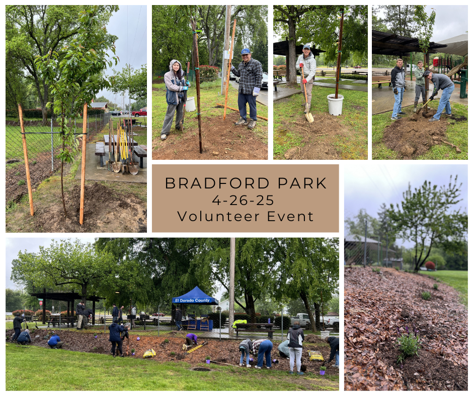 Bradford Park volunteer collage
