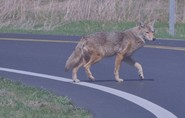 Coyote sized 
