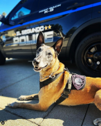 ESPD Dog wearing the pink patch