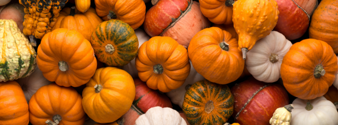 various pumpkins and gourds