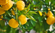 Lemons on a tree