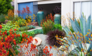 Bright residential yard with California native plants