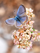 Blue Butterfly 