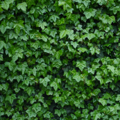 green ivy