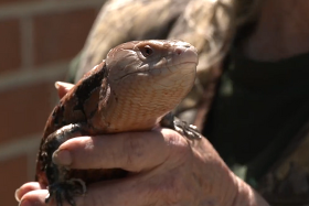 Tiny Tot Reptile Show 2025