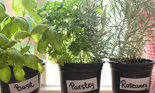 Kitchen Windowsill Herb Garden