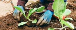hands pulling weeds in dirt