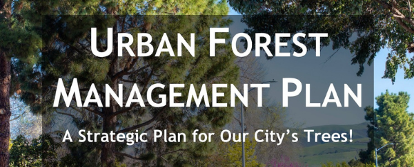 trees, shrubs, and street