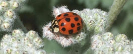 lady bug