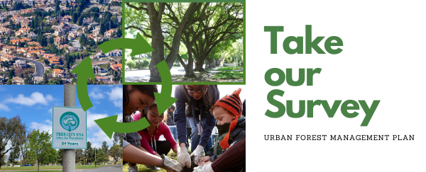 houses, trees, park, kids planting