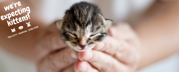 Expecting Kittens