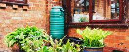 rain barrel and plants