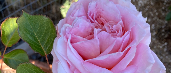 pink rose and green leaves