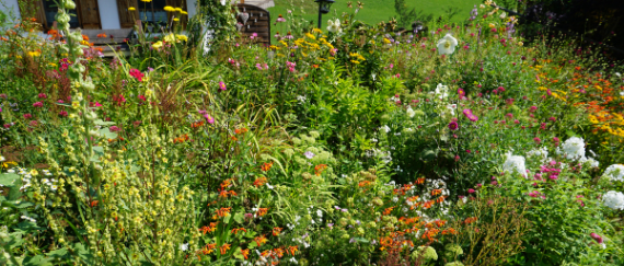 native garden with flowers and greenery