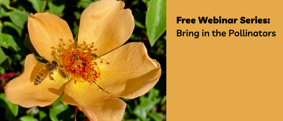 orange flower and Fremont Webinar Series: Bring in the Pollinators text 