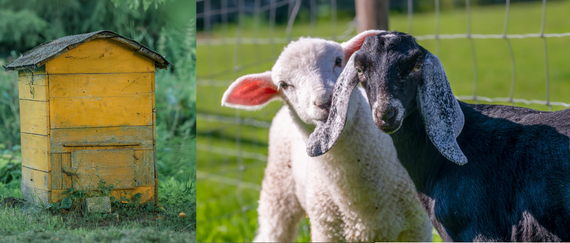 Wooden vintage yellow colored beehive standing in garden and two goats