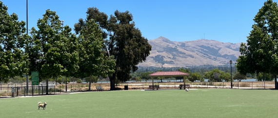 dog park at Central Park with dog on green turf, hills, trees, and lake