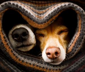 dog faces peeking out from a blanket