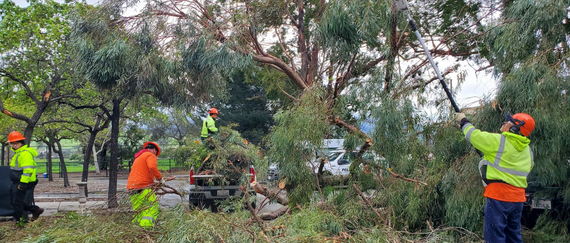 Crews cleaning up downed trees from wind storm