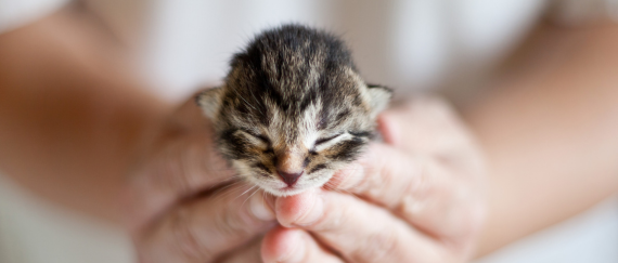 kitten being held in person's hands
