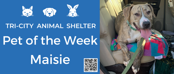 Pet of the Week to adopt: Maisie the dog