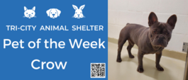 Pet of the Week is a dog for adoption