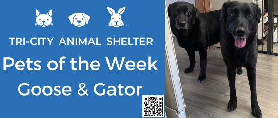 two dogs for adoption. In text: Tri-City Animal Shelter Pets of the Week Goose & Gator