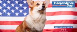 dog and U.S. flag