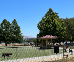 dog park