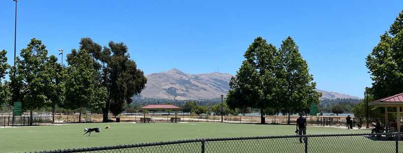 dogs playing at dog park 