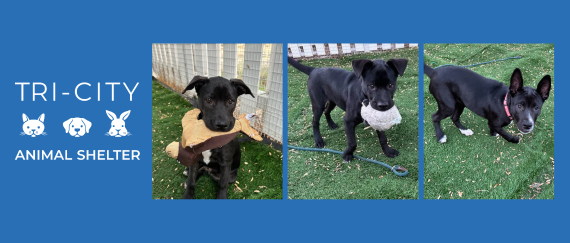 Labrador retriever puppies and Tri City Animal Shelter logo