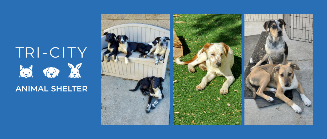 Puppies for adoption at Fremont Animal Shelter