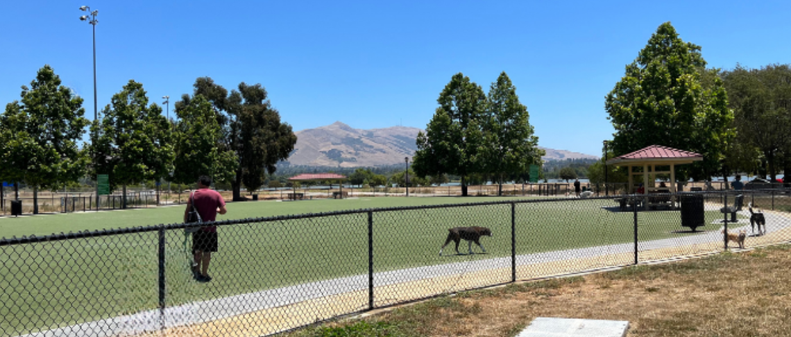 dog park with turf, dogs, and people