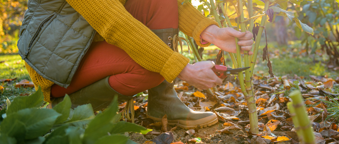 person kneeling down and cutting weeds in garden