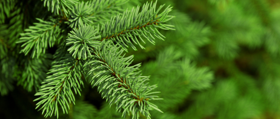 Christmas tree branches