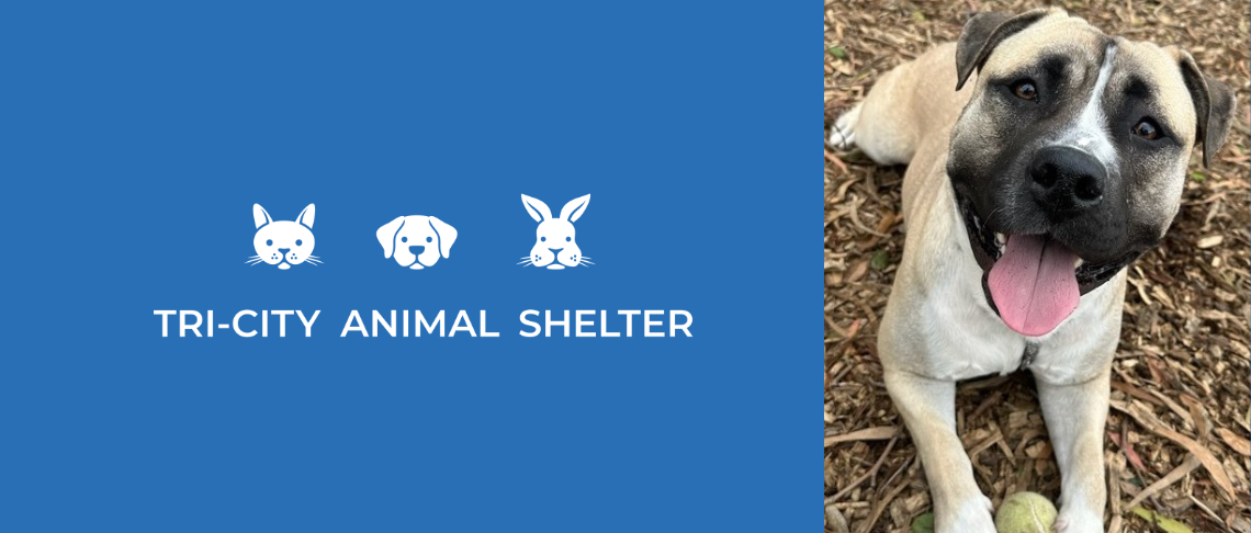 dog to adopt at the Tri City Animal Shelter