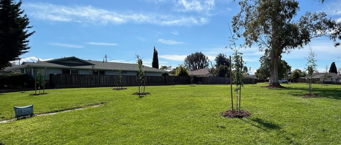 new trees planted in Cabrillo Park