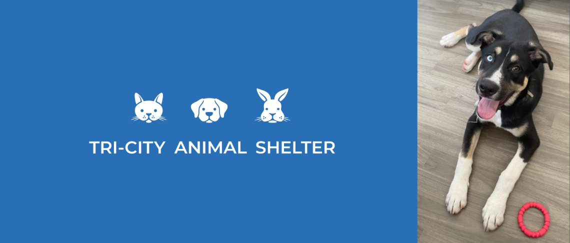 puppy available for adoption at the Tri City Animal Shelter