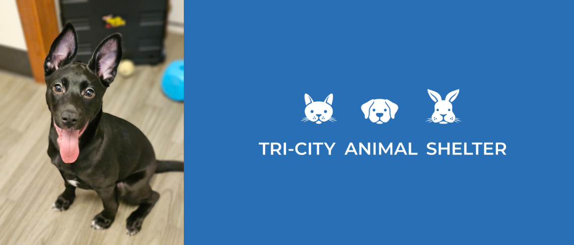 dog available for adoption at the Tri City Animal Shelter