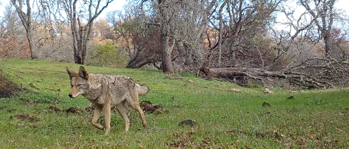 coyote roaming in park area