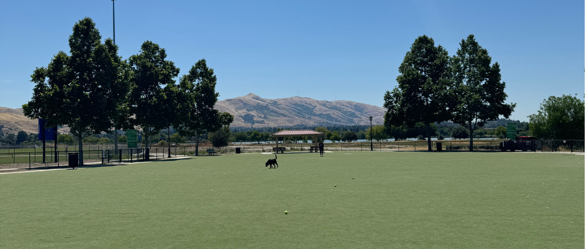 Expansive dog park lawn with dogs running around