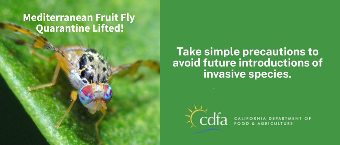 The Mediterranean fruit fly quarantine has been lifted in Alameda County. Image of the Mediterranean fruit fly 
