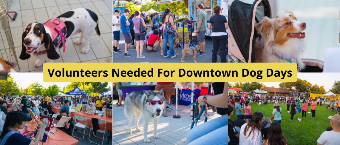 Downtown Dog Days