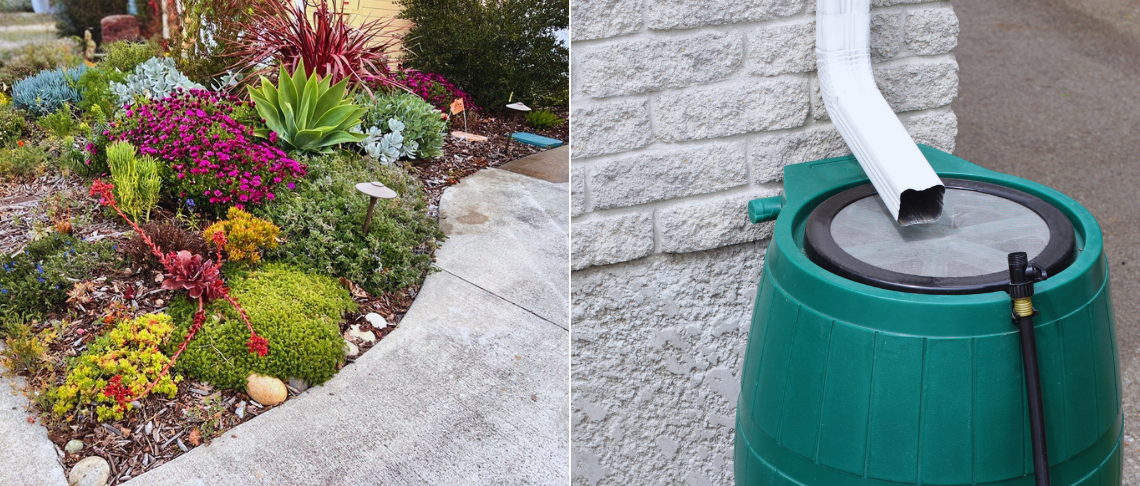 plants and flowers next to rain barrel