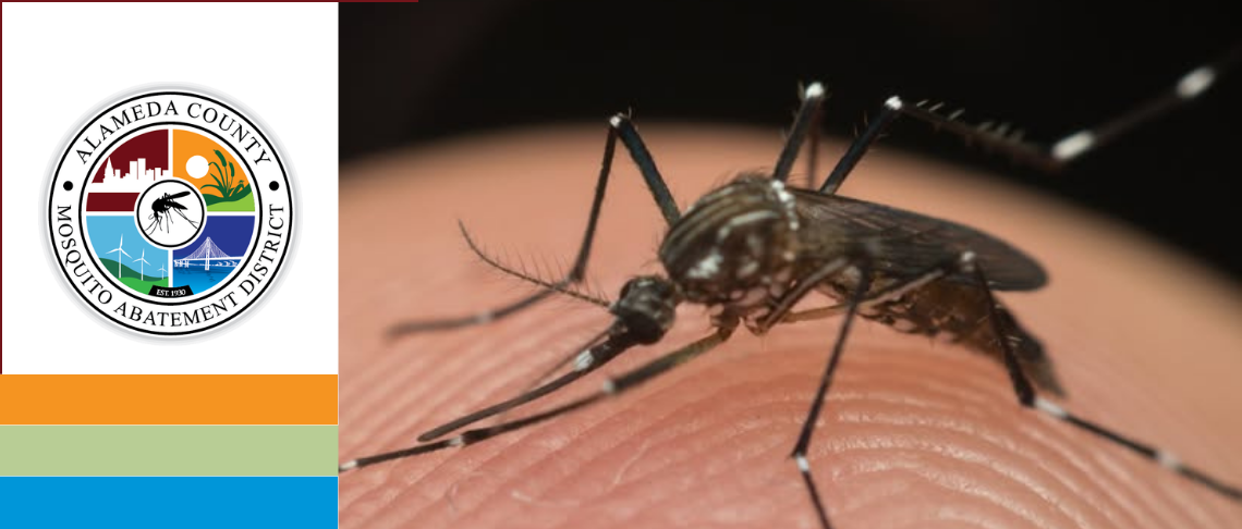 Alameda County Mosquito Abatement District (ACMAD) detected an invasive mosquito species, Aedes aegypti